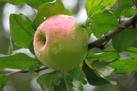 Саженцы яблони с доставкой и посадкой - ТАтат объявление