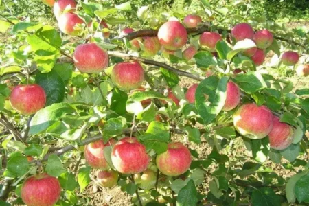 Саженцы яблони с доставкой и посадкой - ТАтат объявление