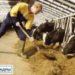 Требуется разнорабочий молочной фермы
